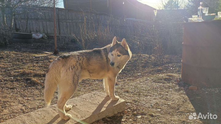 Сибирский хаски