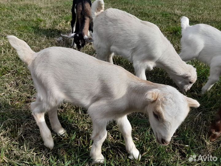 Козочки ламанча