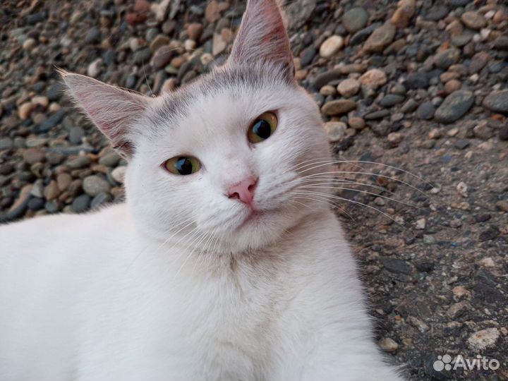 Котики бесплатно в добрые руки