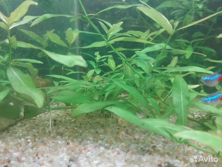 Растения аквариумные Собственного разведения
