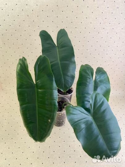 Филодендроны