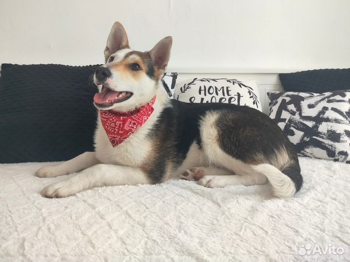 Щенок Вольт