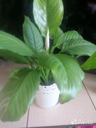 Спатифиллум