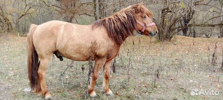 Монгольская порода- мерин 7 лет