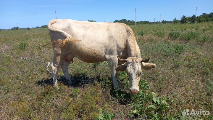Корова симментальской породы