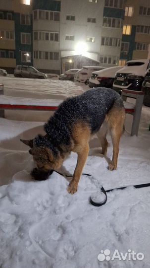 Немецкая овчарка в добрые руки