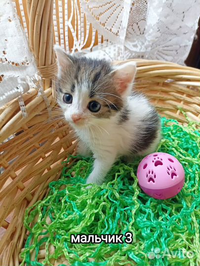 30.07 Актуально Очаровательные котятки ищут дом