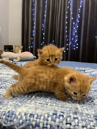Котята