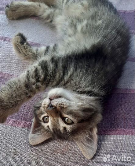 Котенок в добрые руки