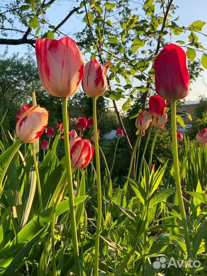 Тюльпаны двухцветные