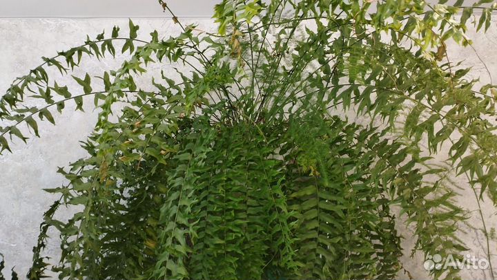 Нефролепис