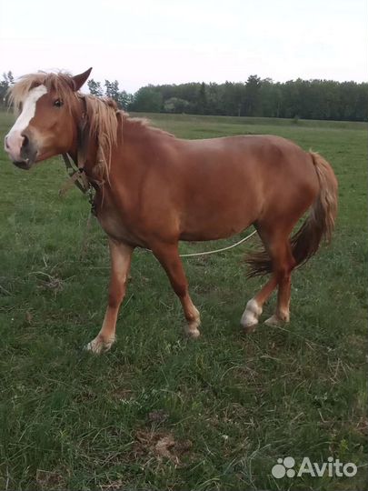 Продам кобылу