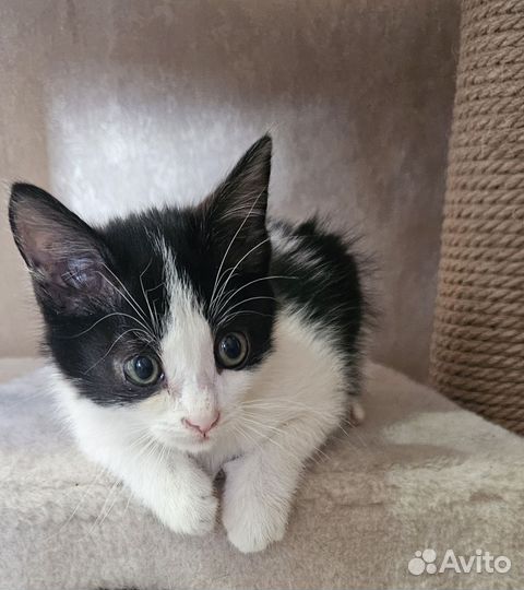 Котенок антистресс