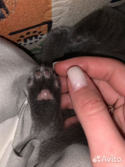 Британская