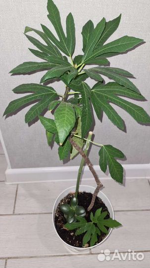 Фикус инжир