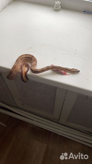 Императорский удав