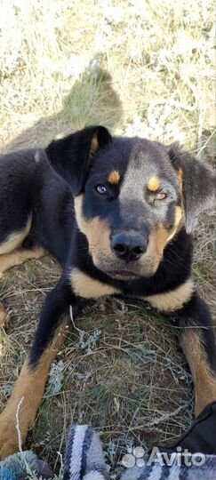 Продается ротвейлер