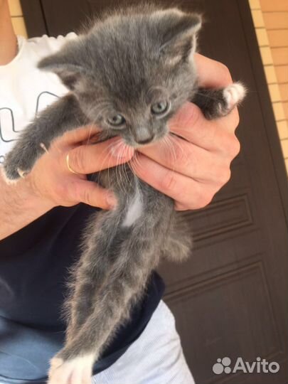 Котята в добрые руки даром