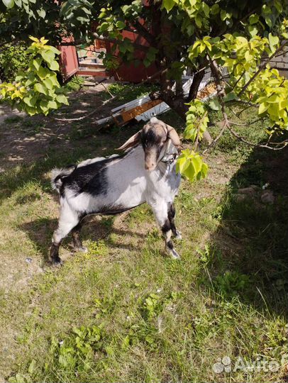 Нубийский козел