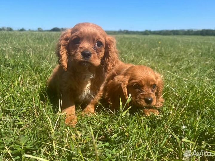 Кинг Чарльз Спаниель