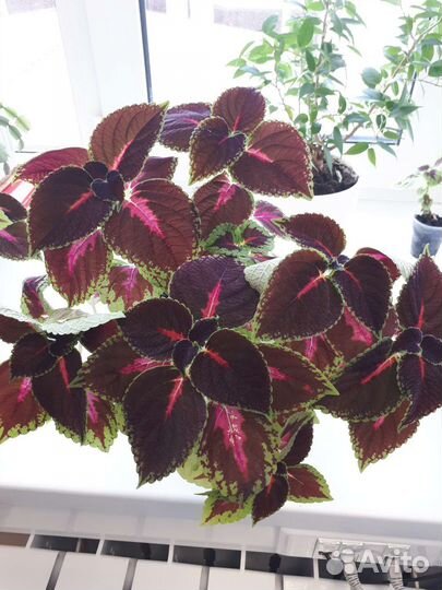 Комнатные растения колеус