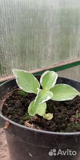 Гортензии разные большие и маленькие