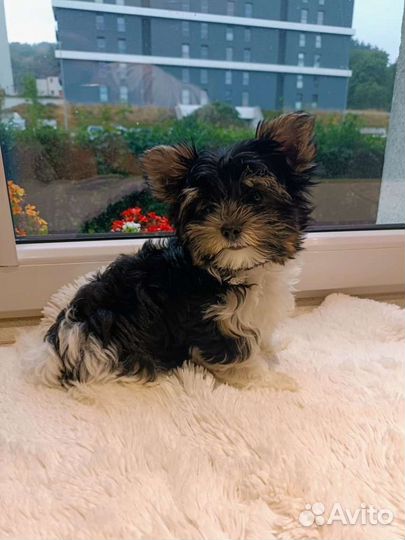 Бивер девочки Микро