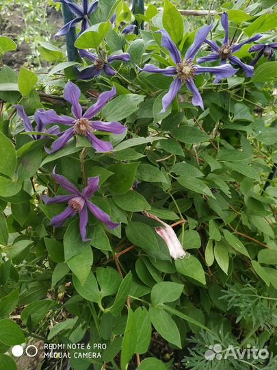 Клематис деко В наличии ждет 1ждет своего хозяина