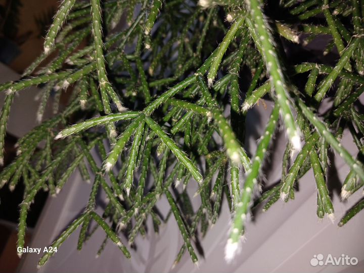 Лесной кактус