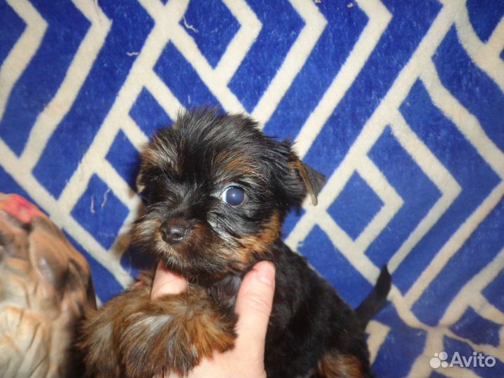 Декоративные щенки