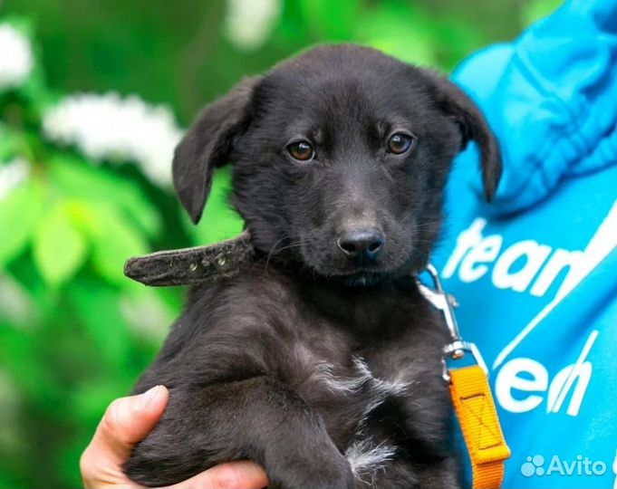 Щенки из приюта бесплатно