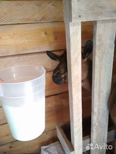 Молоко козье