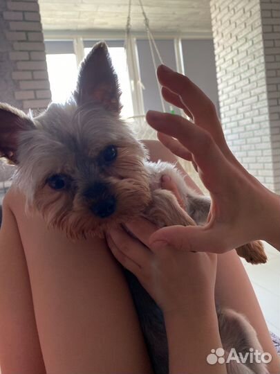 Йоркширский терьер мини