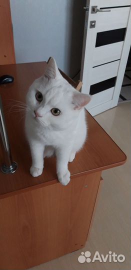 Кот