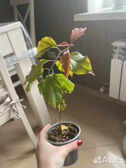 Бугенвиллия