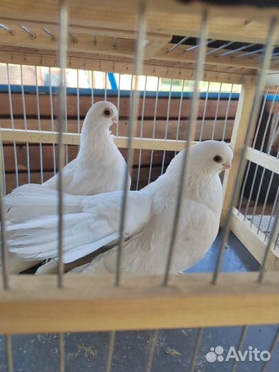 Голуби