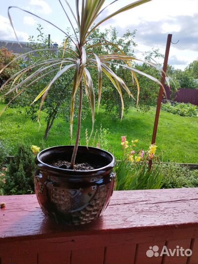 Комнатные цветы