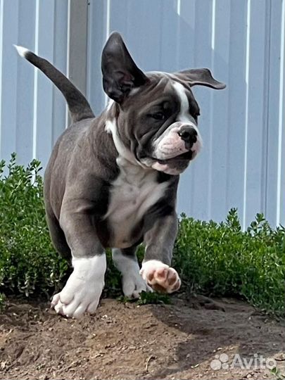 Щенок Староанглийского бульдога
