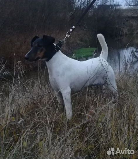 Фокстерьер щенки