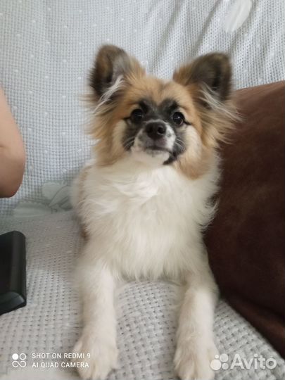 Продам собачку