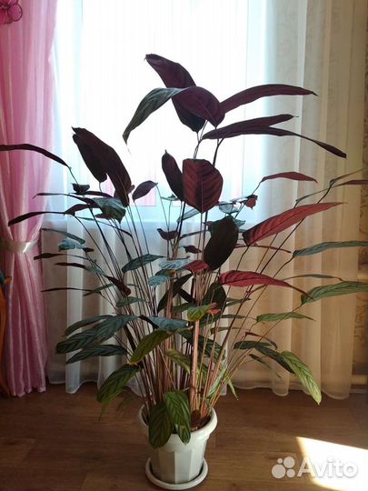 Ктенанта Setosa Maxima