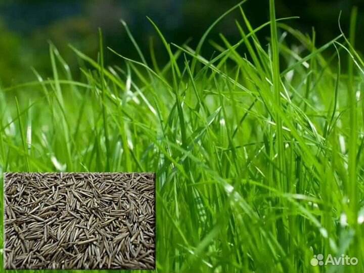 Семена овсяницы луговой