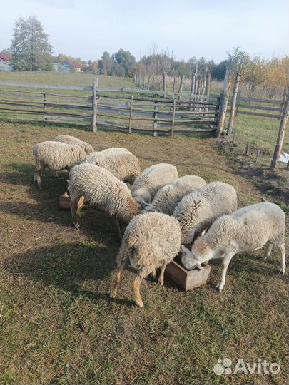 Овцы и бараны смесь Катумским