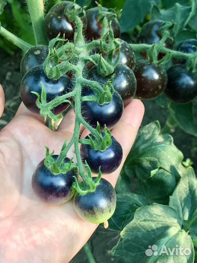 Семена томата Черника