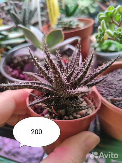 Суккуленты