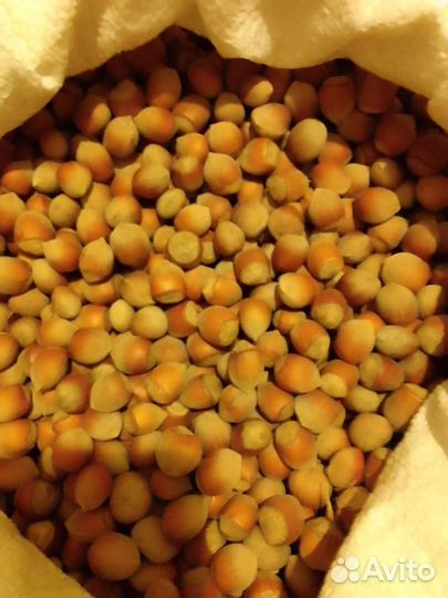 Орех фундук