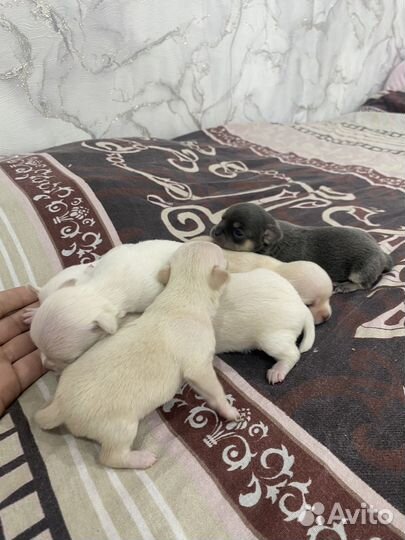 Щенки чихуахуа