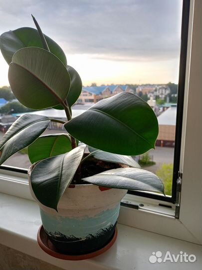 Фикус, диффенбахия