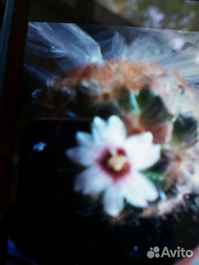 Кактусы и суккуленты