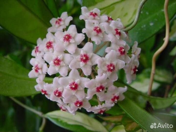 Разные укоренные отростки